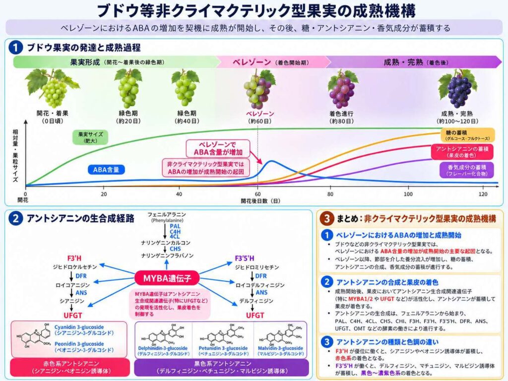 ブドウ等非繰まくてりっく型が実の成熟機構
